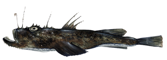Monkfish - Lophius piscatorius