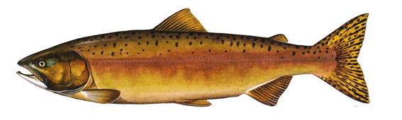 Wild salmon - Oncorhynchus gorbuscha