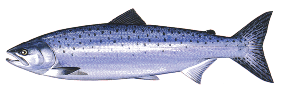 Atlantic salmon - Salmo salar