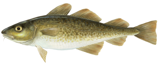 Atlantic cod - Gadus morhua
