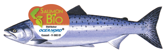 Atlantic Organic salmon - Salmo salar